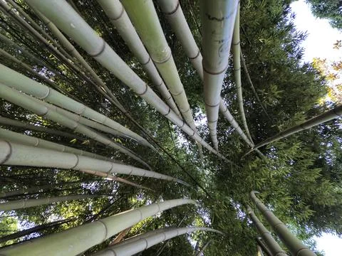 Bamboo tree canopy with sunlight filtering through leaves 스톡 사진