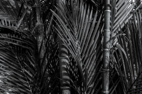 Bamboo tree close up in black and white Stock Photos