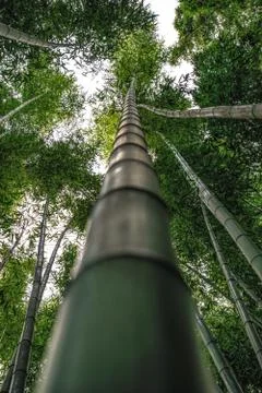 Bamboo tree close up Stock Photos