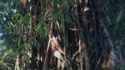 Bamboo Tree, Closeup Stock Footage 332797076