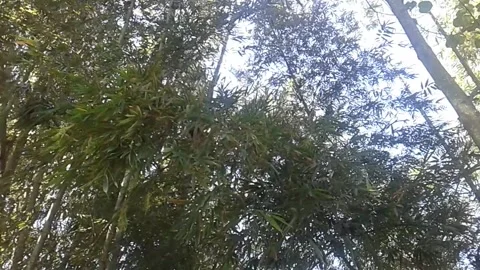 Bamboo tree in the countryside Stock Footage 212223617