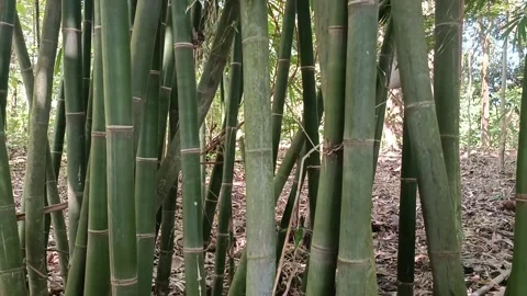 A bamboo tree with dark green stems in a dense forest Stock Footage 244822746