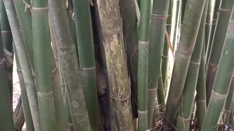A bamboo tree with dark green stems Stock Footage 244822747