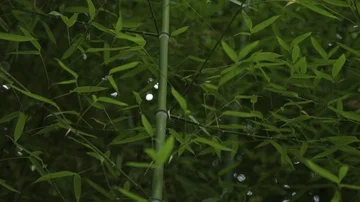 Bamboo tree Stock Footage 86009137