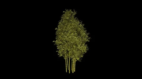 Bamboo Tree Stock Footage 88394680