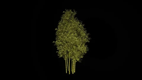 Bamboo Tree Stock Footage 88394724