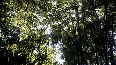Bamboo tree Stock Footage 128472591