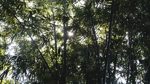 Bamboo tree Stock Footage 128478582