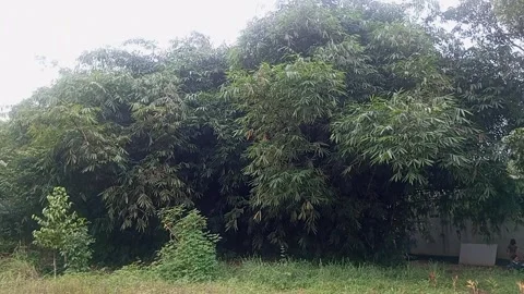 Bamboo tree Stock Footage 242013624