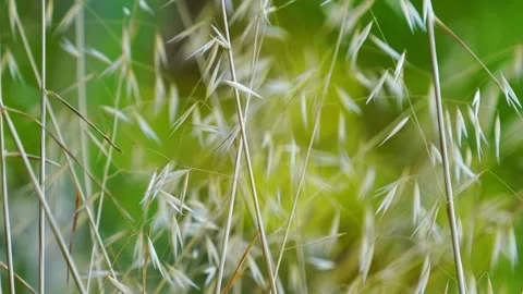 Bamboo tree Stock Footage 247462119