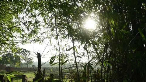 Bamboo tree. Stock Footage 256294015