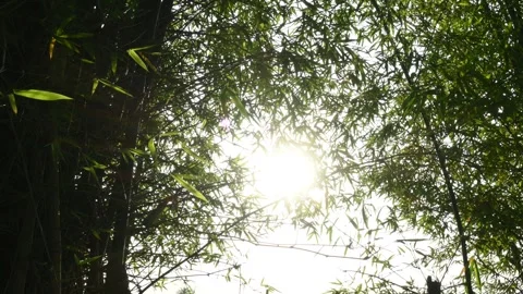 Bamboo tree. Stockbeeldmateriaal 256294061
