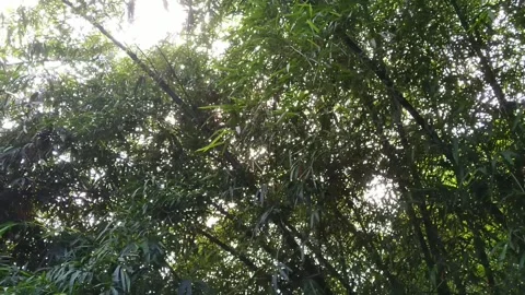 Bamboo tree Video stock 272709038