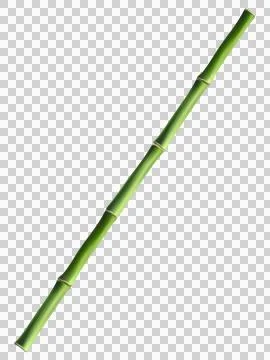 Bamboo tree forest background.use for decoration graphic resources transpar.. Illustrazione stock