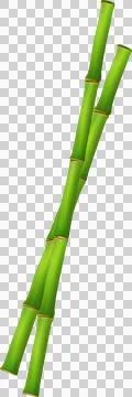 Bamboo tree forest background.use for decoration graphic resources transpar.. Illustrazione stock