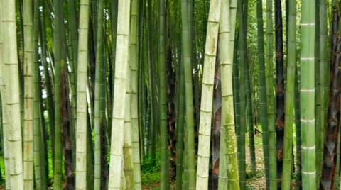 Bamboo tree forest Video stock 51369577