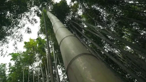 Bamboo Tree in forest 動画素材 69176934