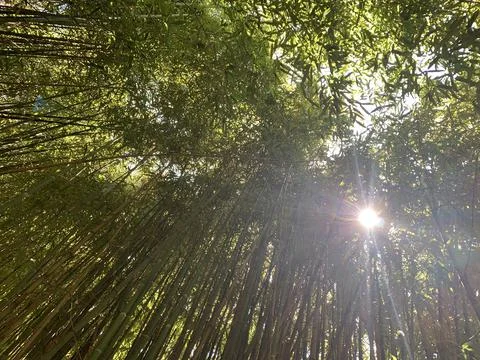Bamboo tree forest Stock Photos