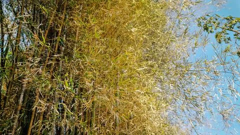Bamboo tree forest with sky background Stock Photos