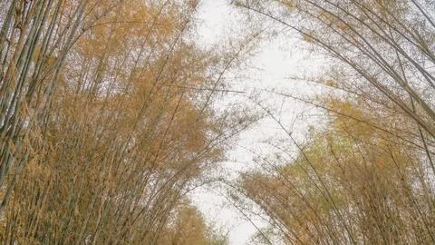 Bamboo tree forest with sky background Stock Photos