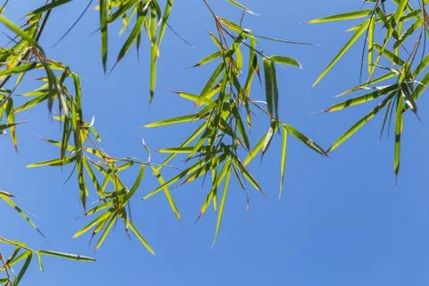 Bamboo tree in front os blue sky Stock Photos