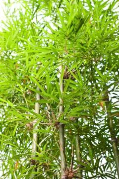 Bamboo tree in the garden. Stock Photos