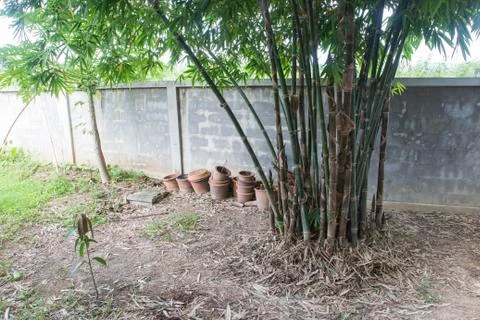 Bamboo tree in the garden 写真素材