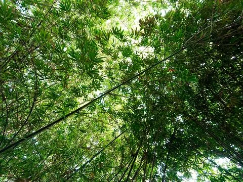 A bamboo tree garden with a view from below Stock Photos