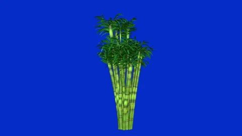 Bamboo tree growing in the wind, seemless loop, blue screen Chroma Key Stock Footage 162246438