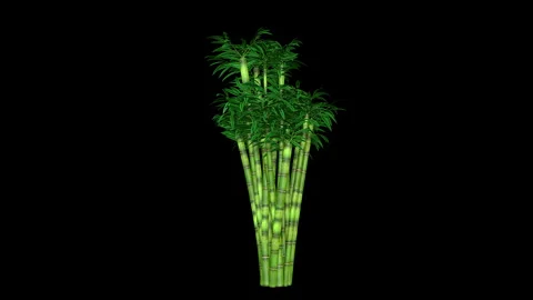 Bamboo tree growing in the wind, seemless loop, black background 스톡 동영상 166600609