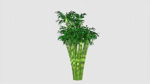 Bamboo tree growing in the wind, seemless loop, black background Video stock 220325043