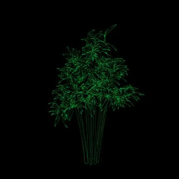 Bamboo tree. Isolated on black background. Vector outline illustration. Иллюстрация