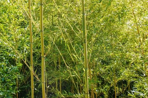 Bamboo tree landscape in the rainforest. Background of green trunks and lea.. Foto stock