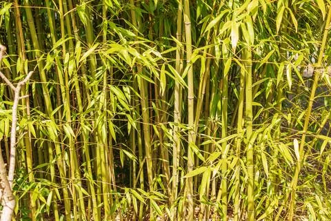 Bamboo tree landscape in the rainforest. Background of green trunks and lea.. Stock Photos