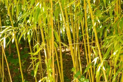 Bamboo tree landscape in the rainforest. Background of green trunks and lea.. Stock Photos
