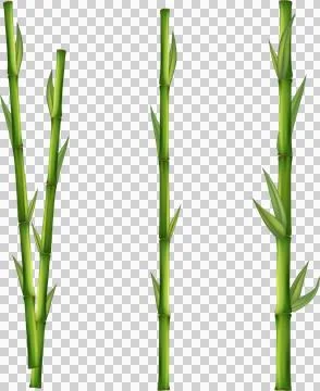 Bamboo tree leaf, plant stem and stick. Bamboo green and brown decoration e.. Stock Illustration