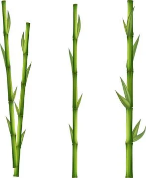 Bamboo tree leaf, plant stem and stick. Bamboo green and brown decoration e.. Stock Illustration