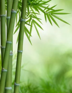 Bamboo tree with leaves Stock Photos