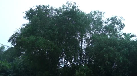 Bamboo Tree Leaves Swaying During Dawn In Malaysia Rural Area Stock Footage 34731133