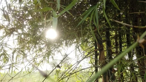 Bamboo Tree (Low to High Shot) Stock Footage 171023615