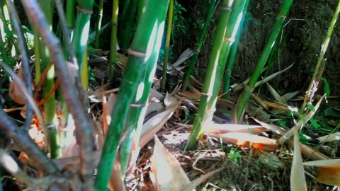 Bamboo like tree in a mountain area. Stock Footage 253567076