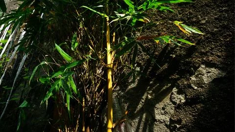 Bamboo tree at night Stock Photos