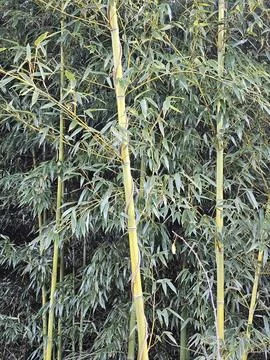 Bamboo tree in park Stock Photos