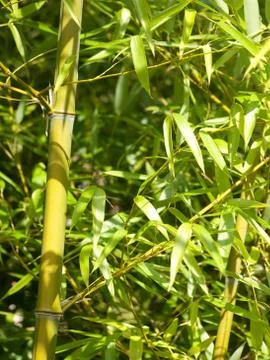 Bamboo tree Foto stock