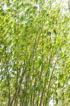 Bamboo tree Stock Photos