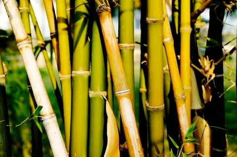Bamboo tree Stock Photos