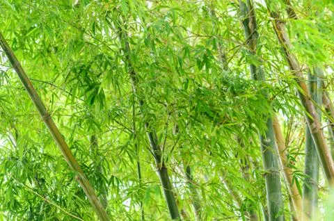 Bamboo tree Stock Photos