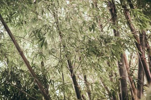 Bamboo tree Stock Photos