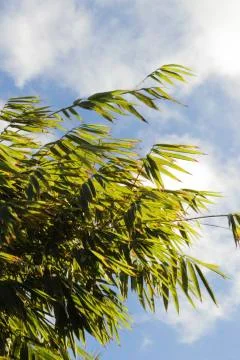 Bamboo Tree Foto stock