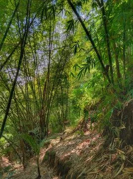 Bamboo tree Stock Photos